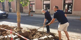 emil boc si mircea craciun plantand copaci pe strada napoca