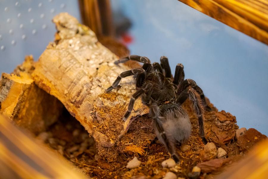 洋楽 Tarantula Poecilotheria metallica - Wikipedia