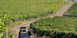 podgoria apoldia maior usamv cluj