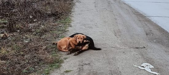 caini la tara caini pe drum caini comunitari