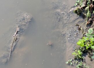 canalul morii din cluj marasti