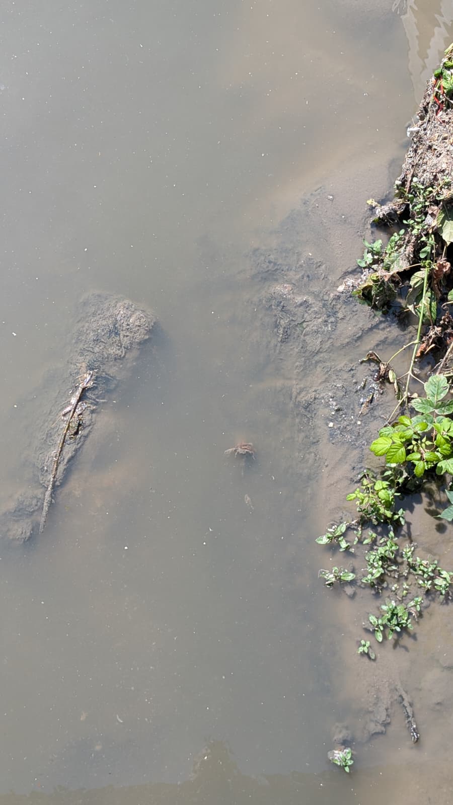 canalul morii din cluj marasti