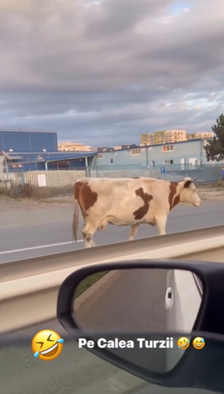 vaca in trafic cluj