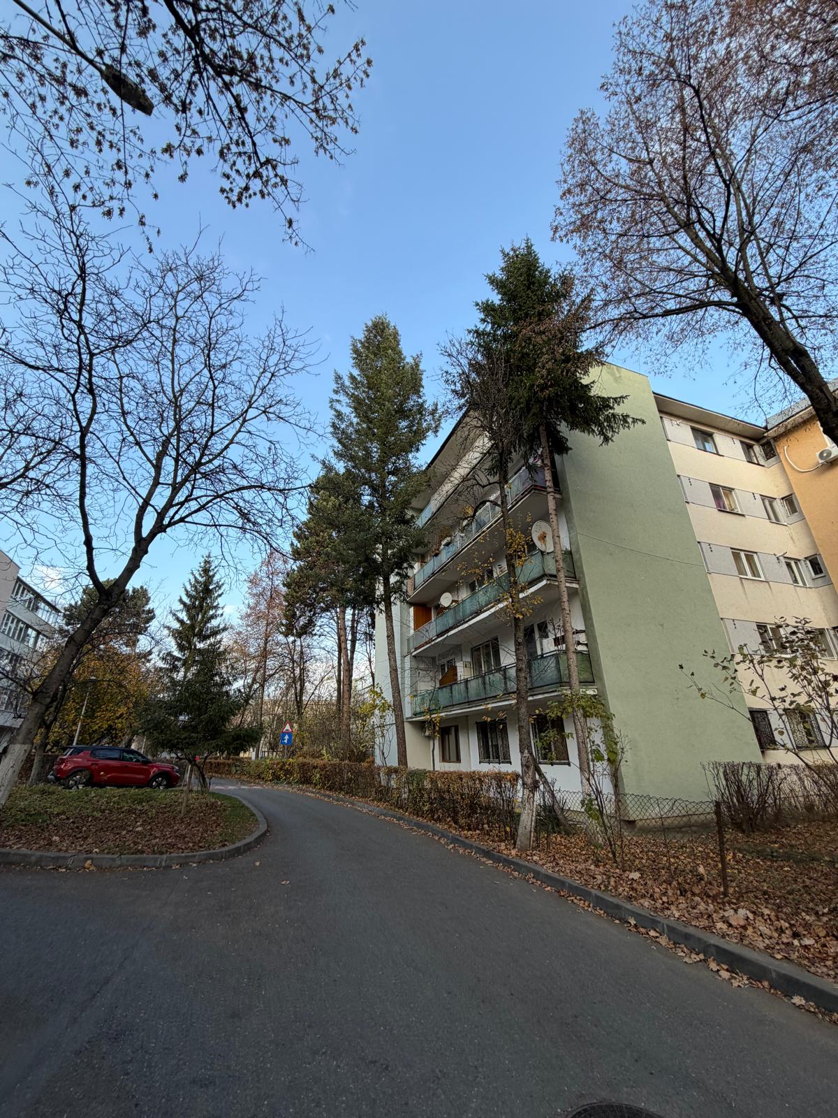 copaci cluj toaletari 5