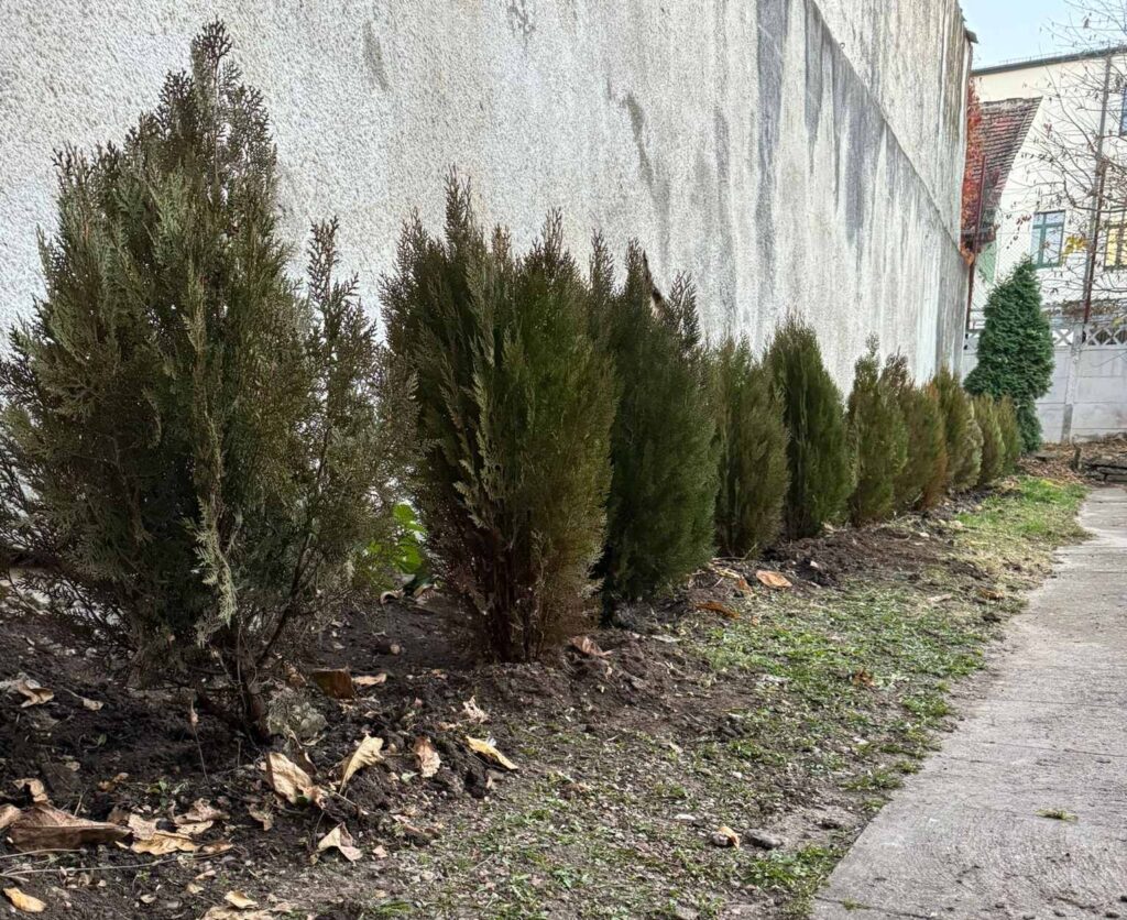 curtea muzeului etnografic cluj tuia