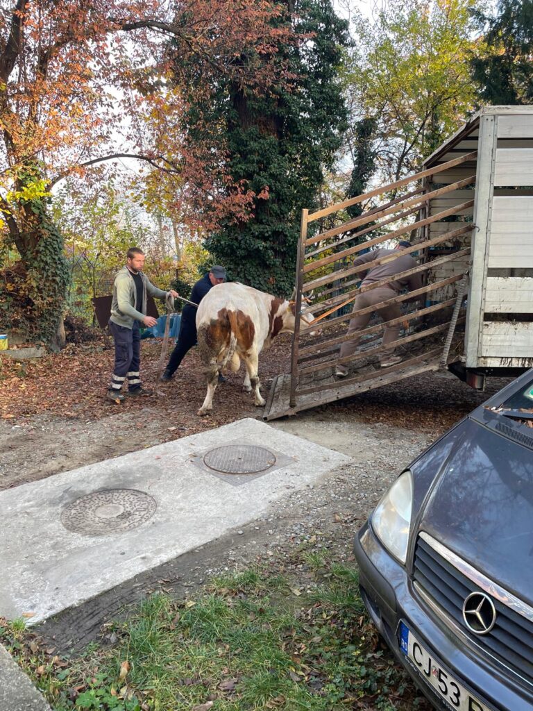 vaca Calea Turzii prinsa pe republicii