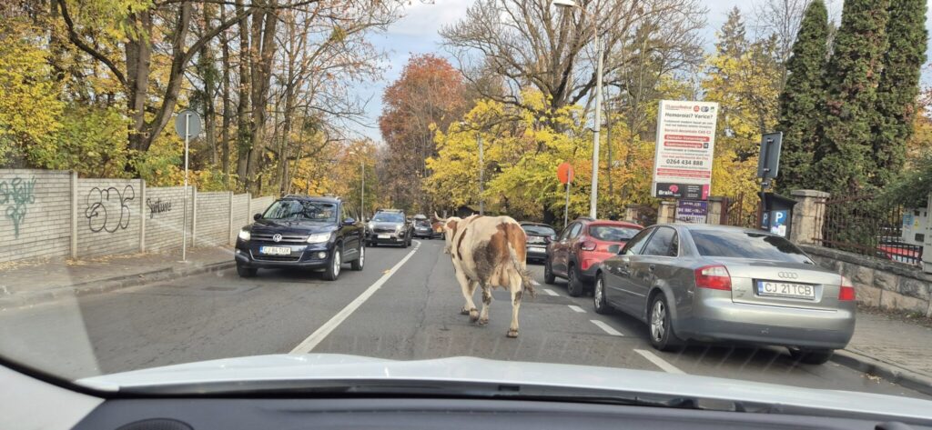 vaca cluj trafic noiembrie 2025