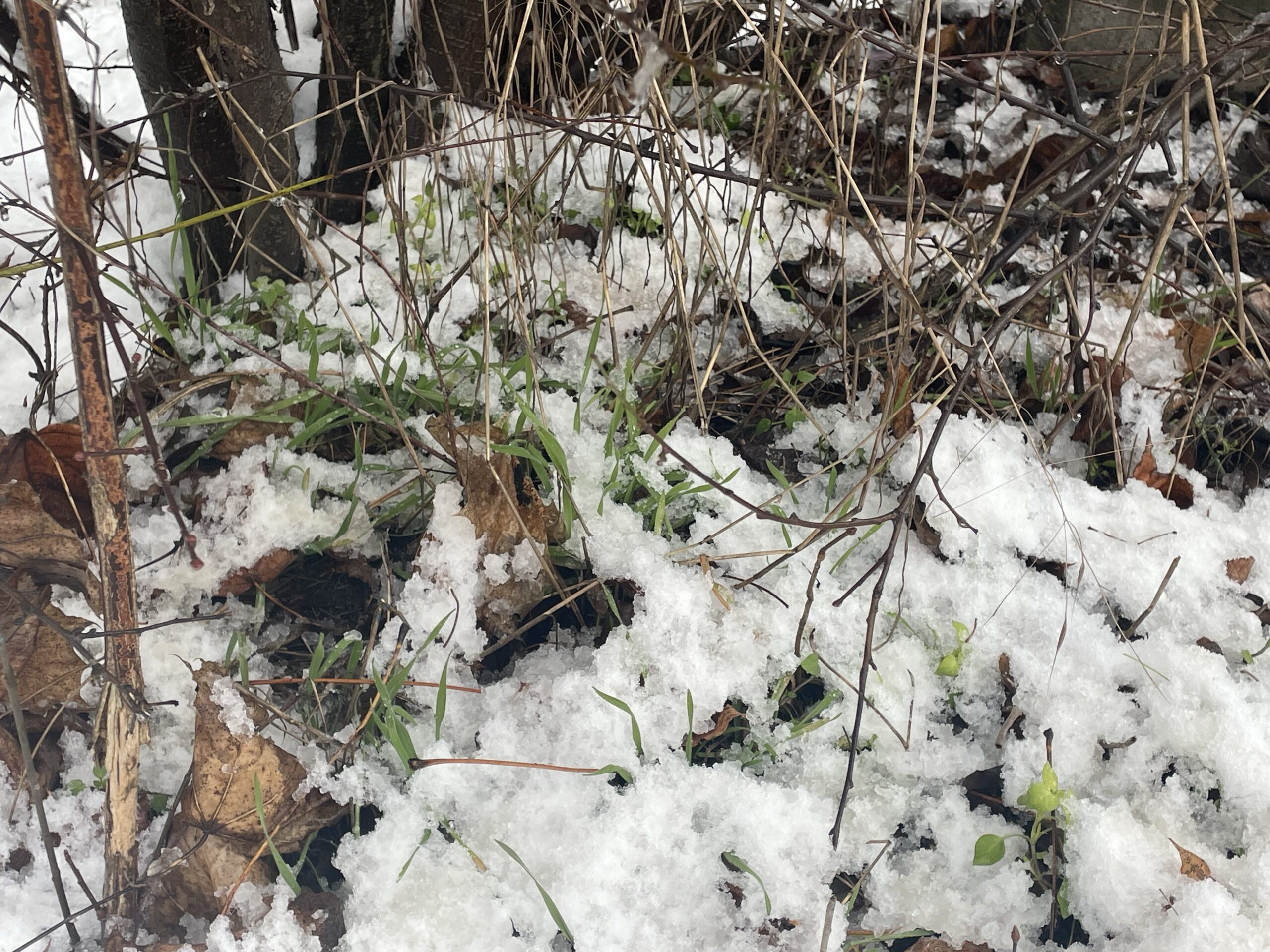 iarba si zapada cluj ianuarie 2026