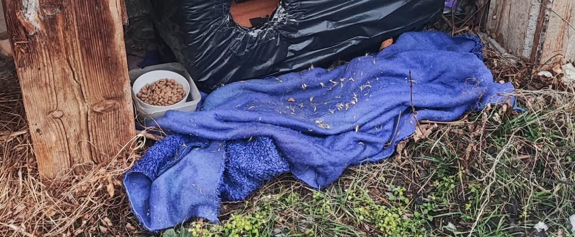 case voluntari animale fara stapan cluj