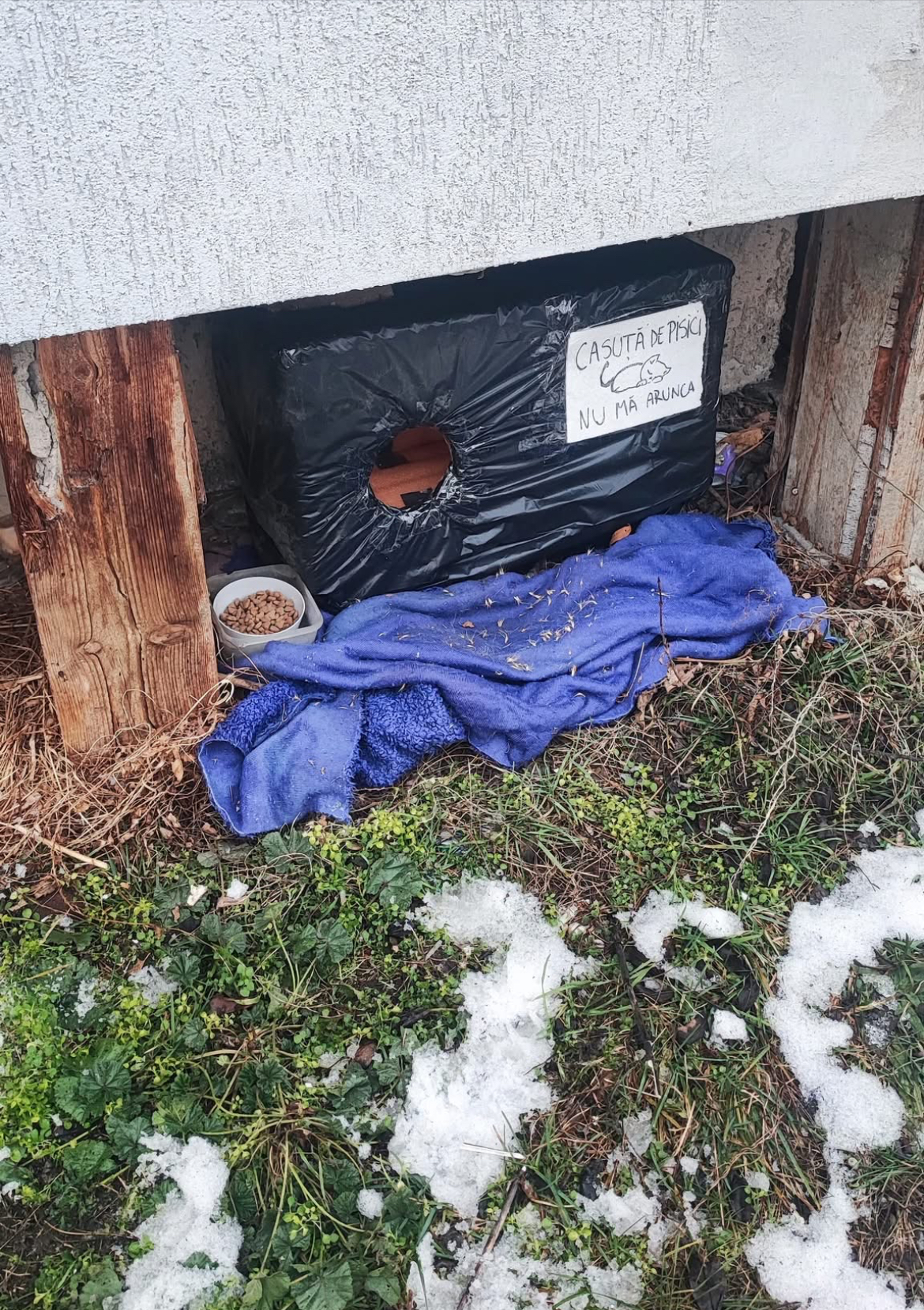 case voluntari animale fara stapan cluj