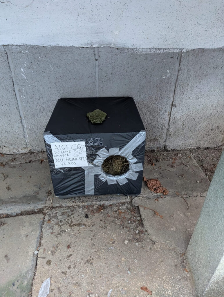 Voluntari casute animale cluj pisici