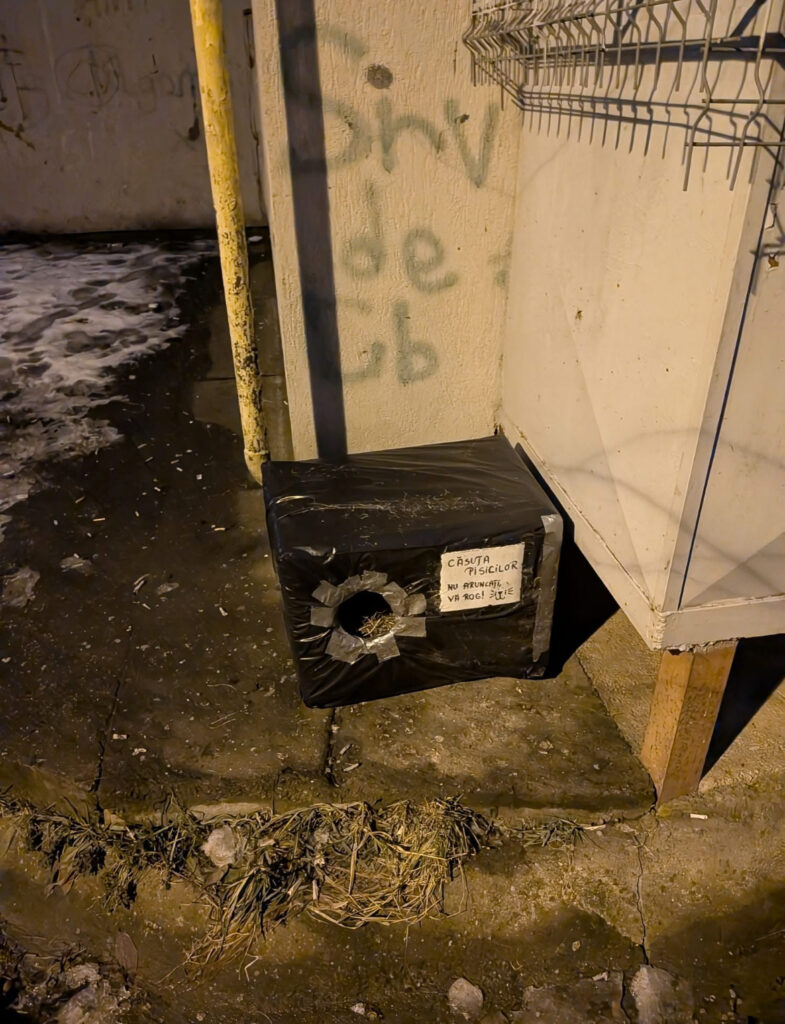 Voluntari casute animale cluj pisici