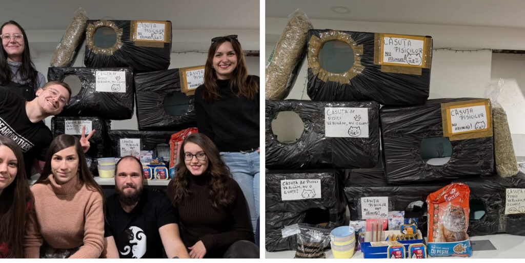 17 ianaurie case pisici cartiere cluj