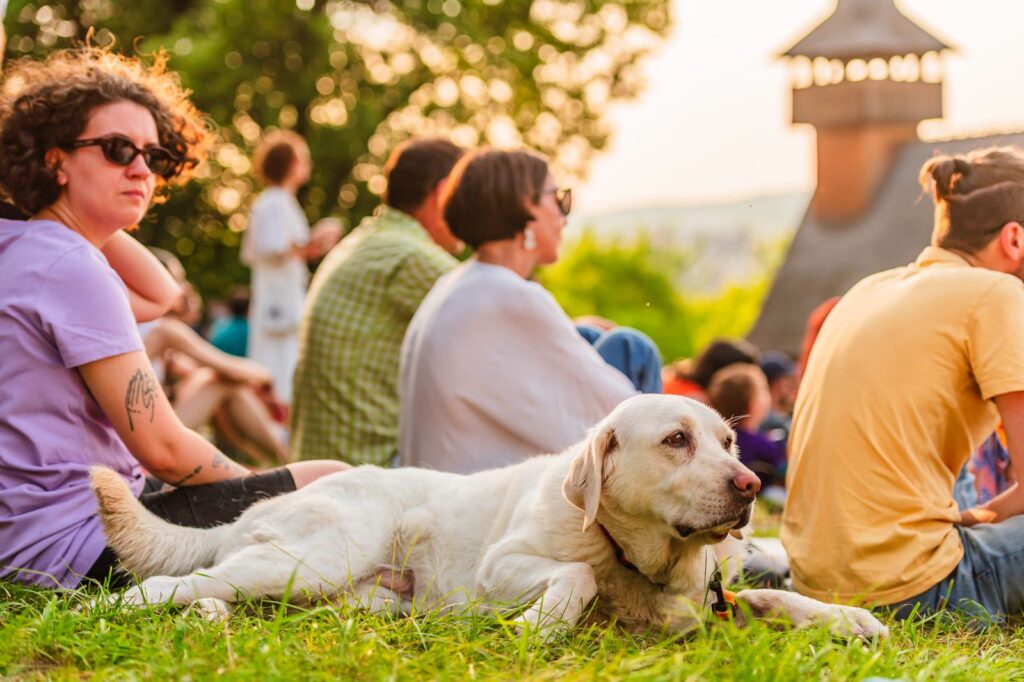 jazz int he park cluj