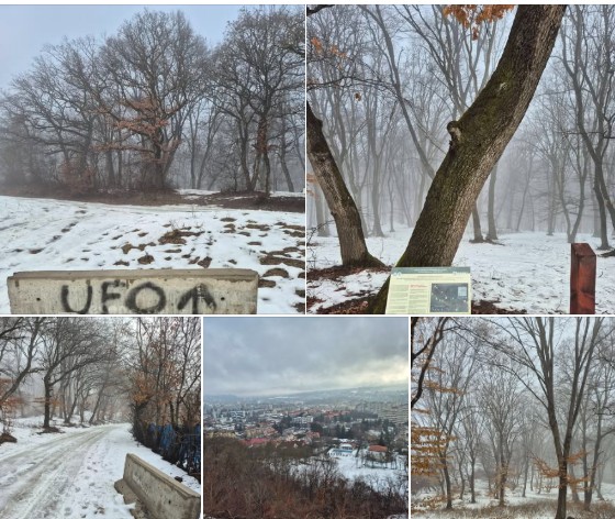 hoia limitator tarfic primaria cluj