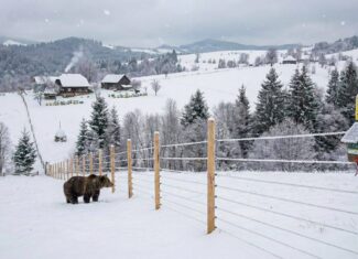 ursi garduri electrice ministerul mediului