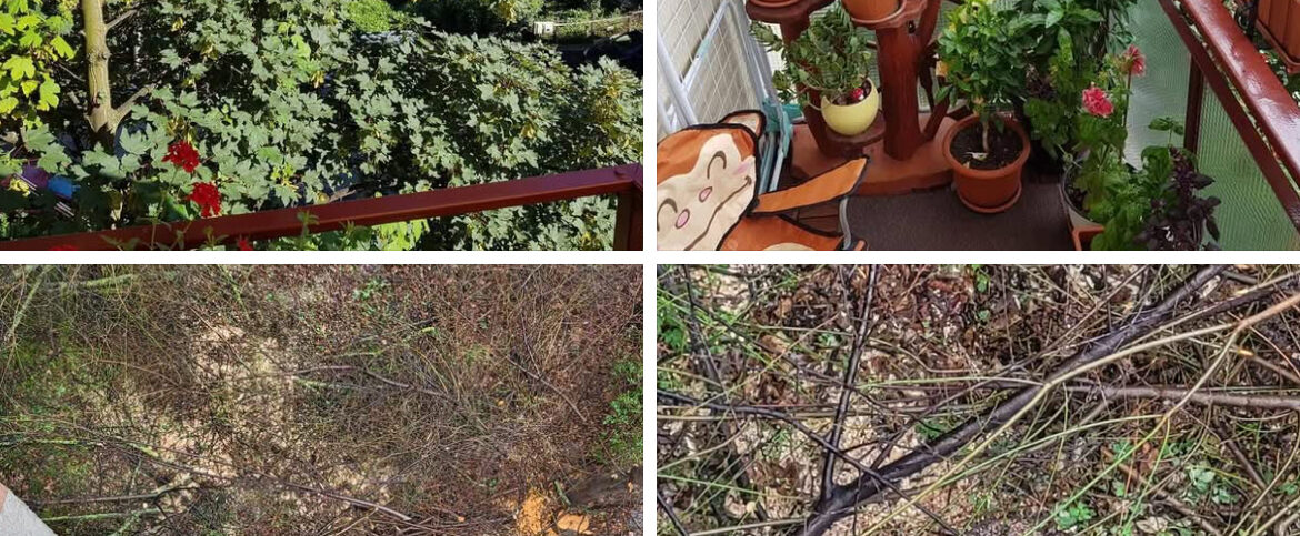 copaci cluj grigorescu