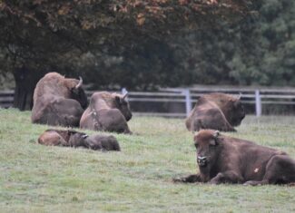 Image by Andrea Gibhardt from Pixabay