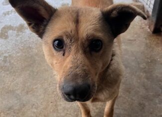 catei, cluj ecarisaj