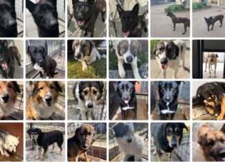 catei ecarisaj cluj stiri