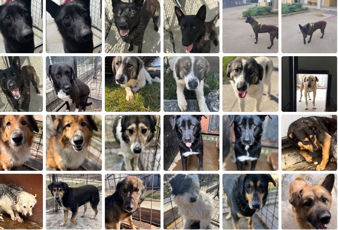 catei ecarisaj cluj stiri