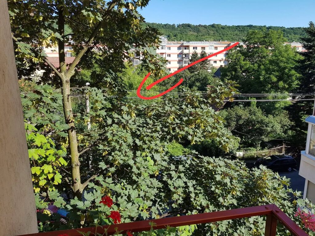 copaci cluj masacrati