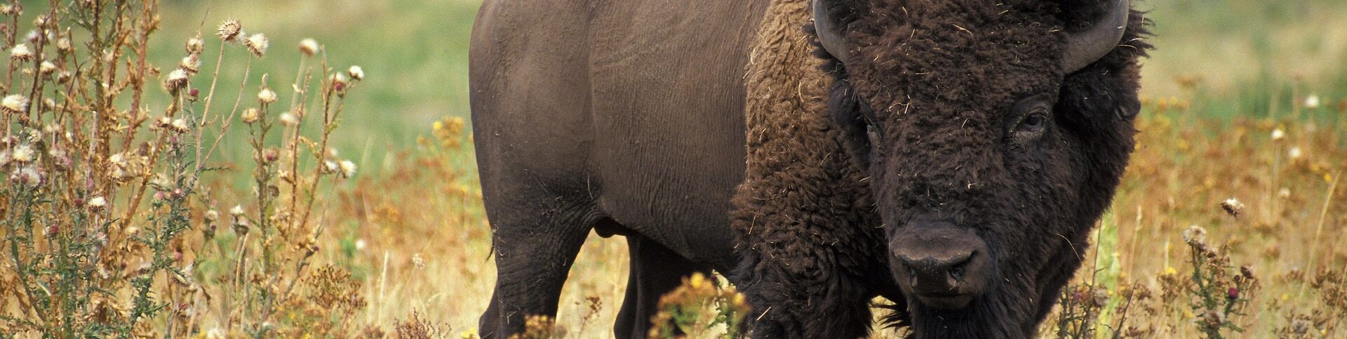 Image by WikiImages from Pixabay