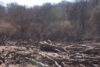 Hectare întregi din pădurea Hoia-Baciu de lângă Cluj-Napoca, tăiate „la ras”, cu mult peste ce prevede legea Foto: Captură video Digi 24