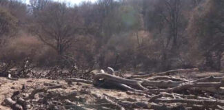 Hectare întregi din pădurea Hoia-Baciu de lângă Cluj-Napoca, tăiate „la ras”, cu mult peste ce prevede legea Foto: Captură video Digi 24