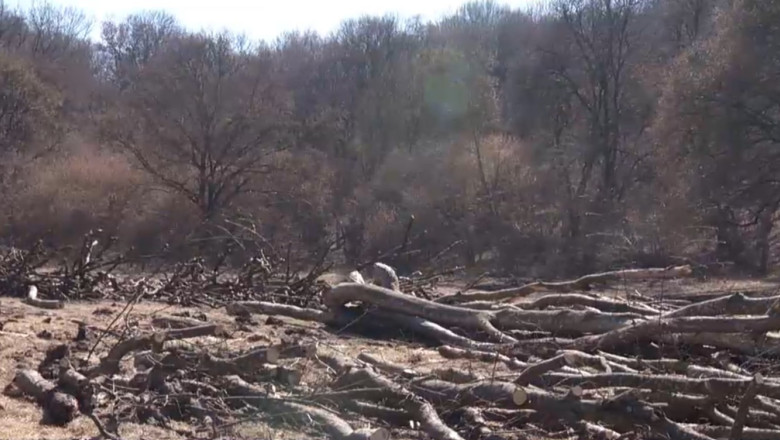 Hectare întregi din pădurea Hoia-Baciu de lângă Cluj-Napoca, tăiate „la ras”, cu mult peste ce prevede legea Foto: Captură video Digi 24