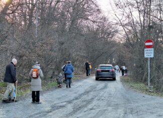 hoia masini drum padure cluj