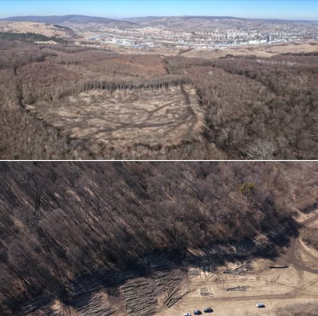 padurea hoia cluj defrisari