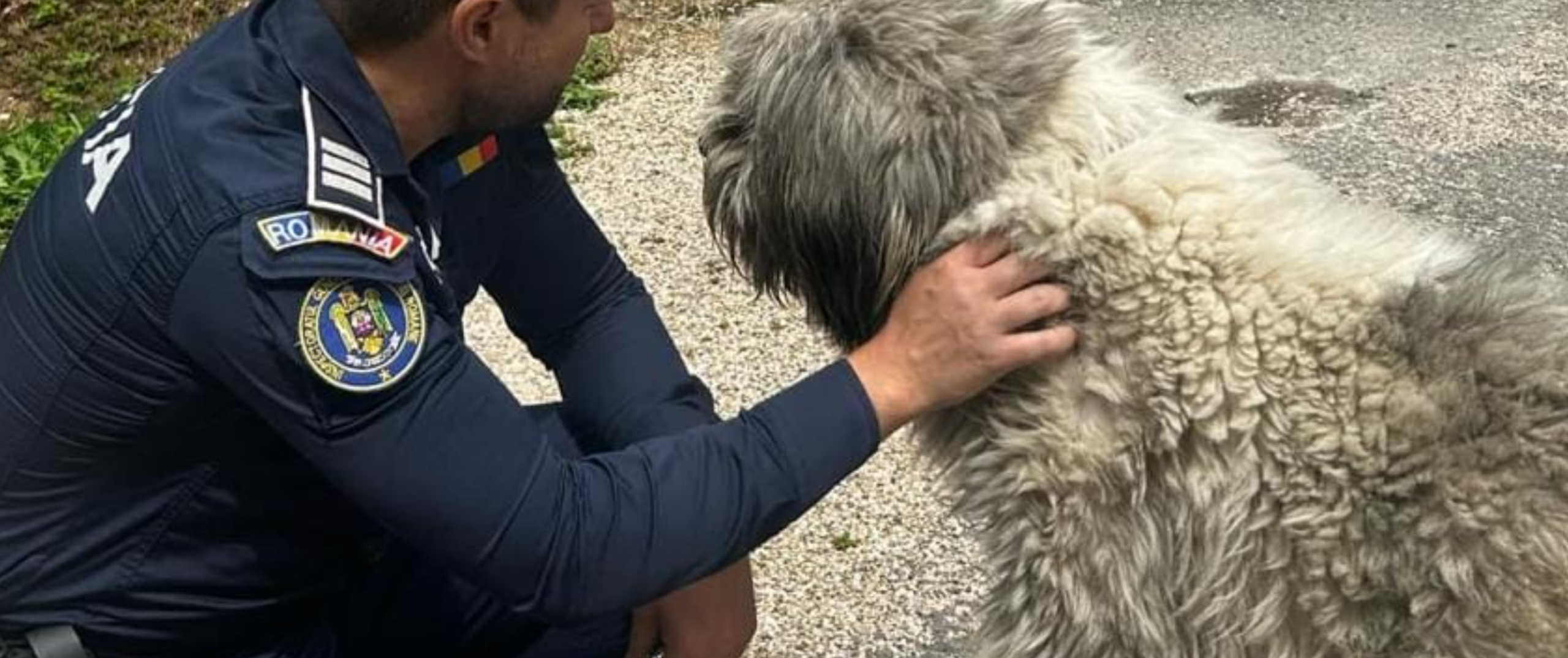 caine ciobanesc politia animalelor