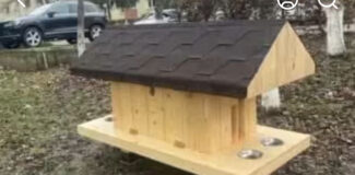 Casute pisici fara stapan