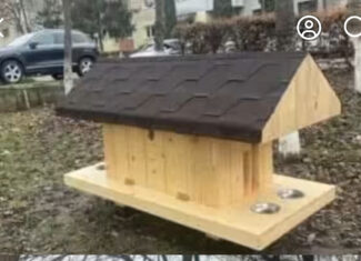 Casute pisici fara stapan