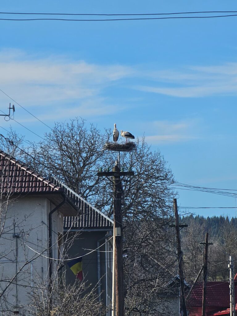 berze reinroarse la politia calatele