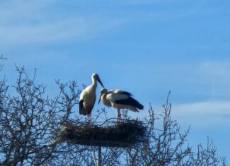 berze sediu politie calatele cluj
