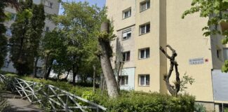 copaci toaletati strada mehedinti Cluj