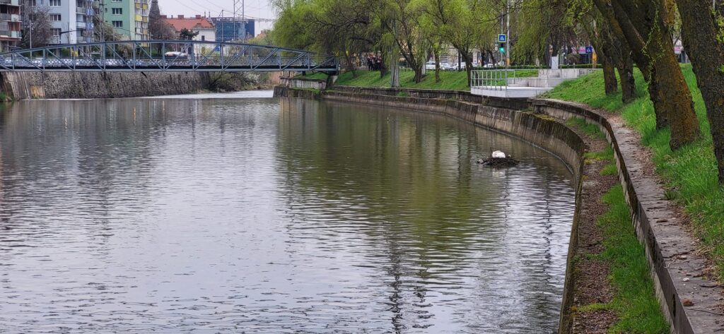 lebede somes cluj 