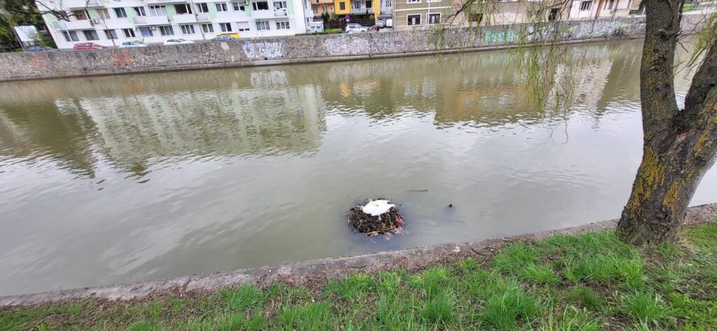 lebedele de pe somes vizavi de parcul central cluj