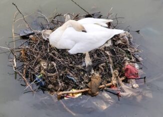 lebede cu cuib din gunoaie somes