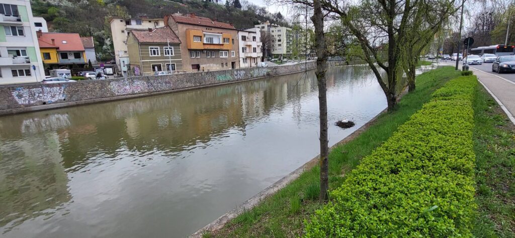 lebedele de pe somes vizavi de parcul central cluj