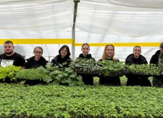 rasaduri legume USAMV Cluj