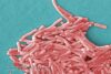 legionella pneumophila / sursa wikipedia.org