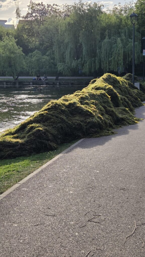 alge lac iulius mall domeniu public napoca stiri cluj