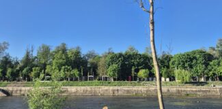 copaci uscati somes cluj