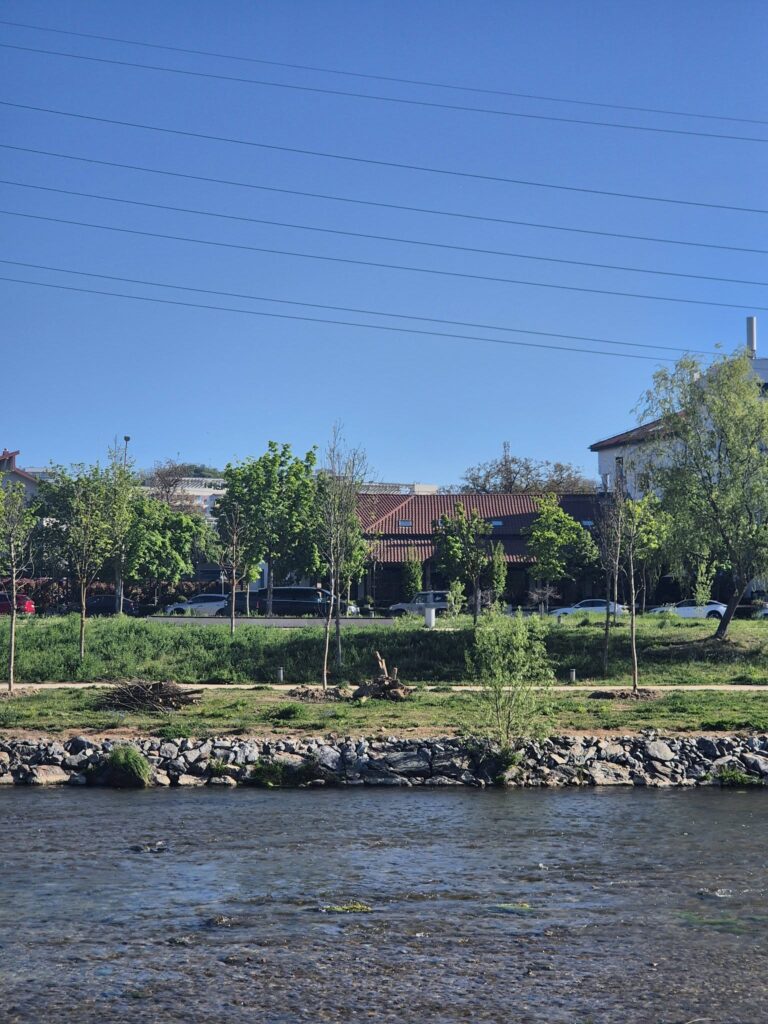 copaci Someș