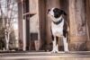 caine amstaff sursa pixabay.com