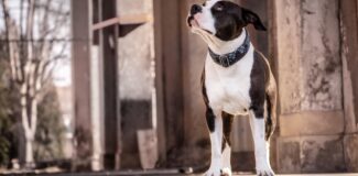 caine amstaff sursa pixabay.com