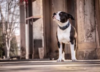 caine amstaff sursa pixabay.com